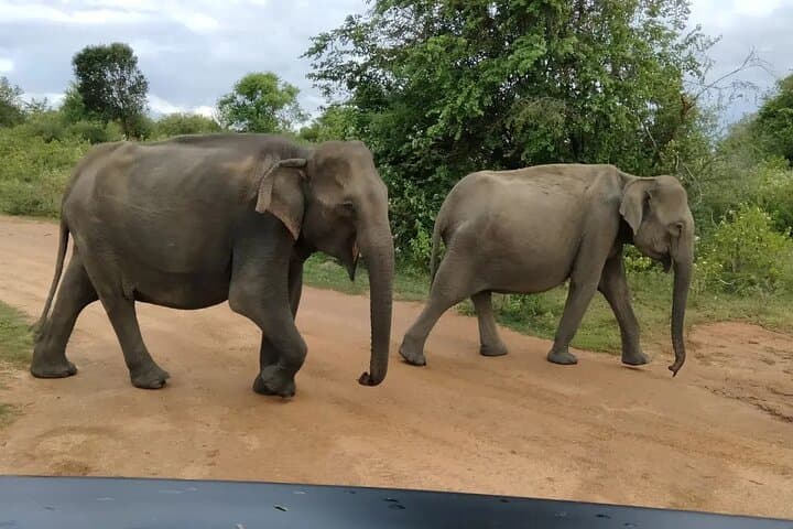 Udawalawe National Park Private Safari: Elephant Encounters & Guided Game Drive photo 6