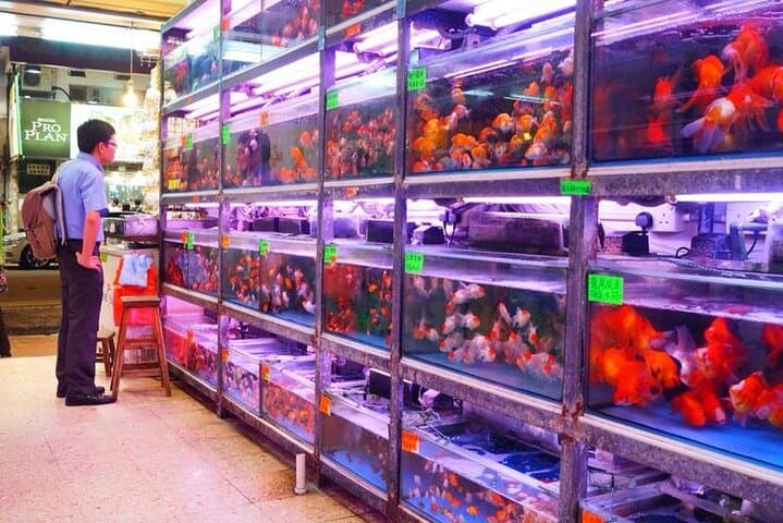 Hong Kong Full Day Tour: Landmarks, Dim Sum & Star Ferry Experience photo 6