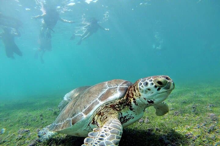 Akumal Turtle Snorkel and Tulum Ruins Day Trip from Cancun photo 3