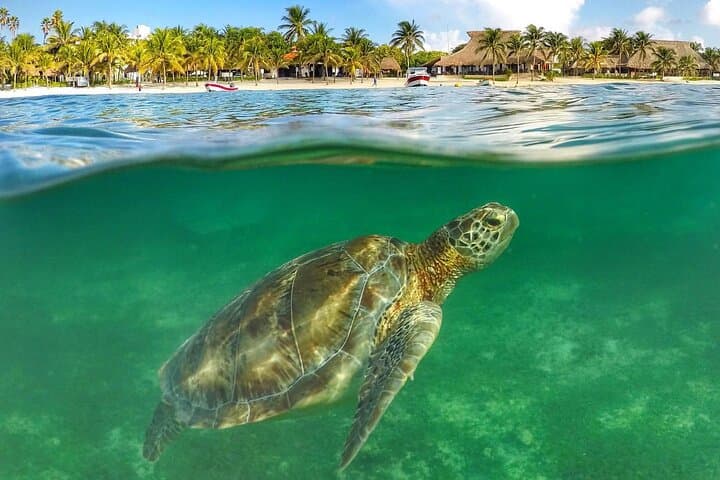 Akumal Turtle Snorkel and Tulum Ruins Day Trip from Cancun photo 4