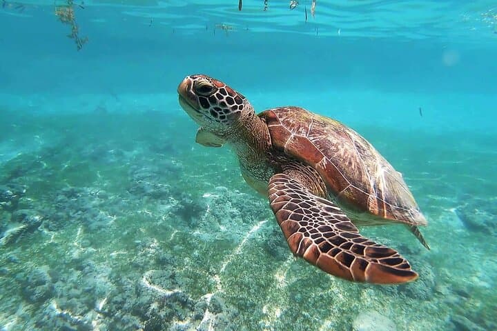 Akumal Turtle Snorkel and Tulum Ruins Day Trip from Cancun