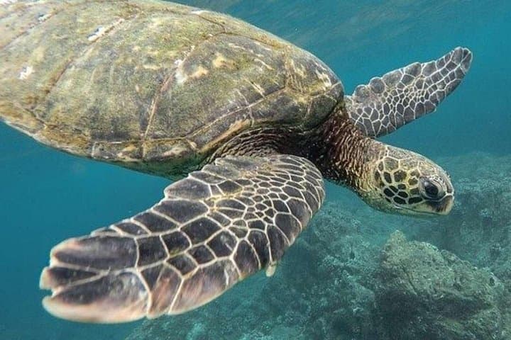 Tulum Ruins & Akumal Turtles: Full-Day Snorkel and Cultural Tour from Cancun photo 1