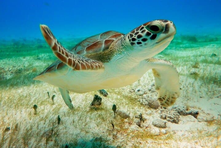 Akumal Turtle Snorkel & Tulum Ruins Day Trip from Playa del Carmen