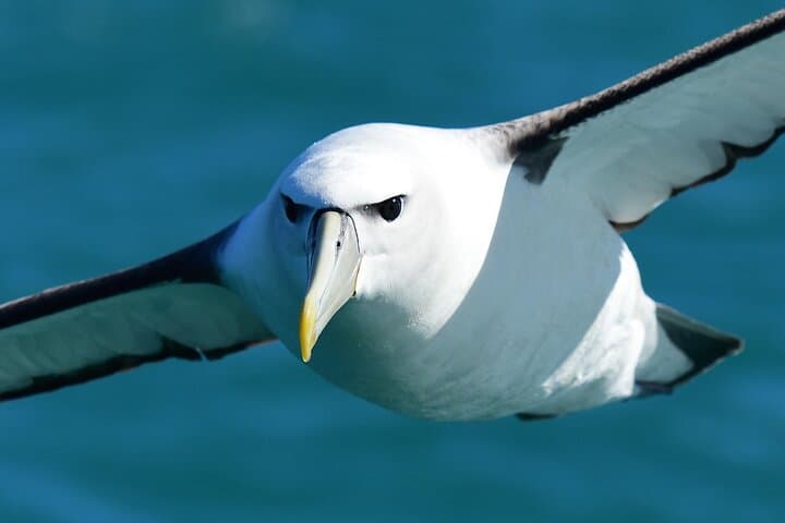 Akaroa Wildlife Cruise: Small-Boat Tours to See Hector's Dolphins and Seals photo 3