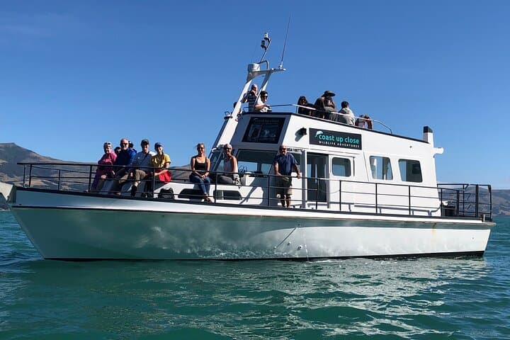 Akaroa Wildlife Cruise: Small-Boat Tours to See Hector's Dolphins and Seals photo 1