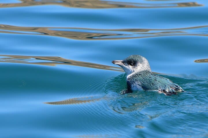 Akaroa Wildlife Cruise: Small-Boat Tours to See Hector's Dolphins and Seals photo 4