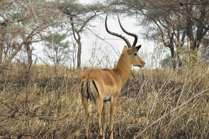 Matobo Rhino Tracking: Walk with White Rhinos in Matobo National Park photo 4