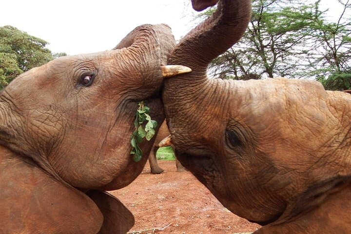 Nairobi Half-Day: Elephant Orphanage & Giraffe Centre Tour photo 2