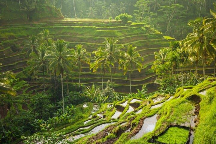 Ubud Waterfall, Tegalalang Rice Terraces & Bali Swing: Half-Day Adventure photo 4