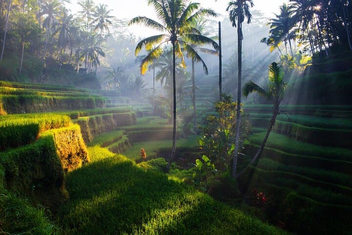 Ubud Waterfall, Tegalalang Rice Terraces & Bali Swing: Half-Day Adventure photo 5