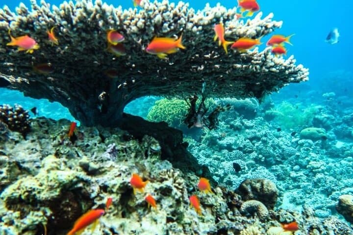 Half-Day Glass-Bottom Boat Cruise in Aqaba: Coral Reefs & Wrecks photo 3