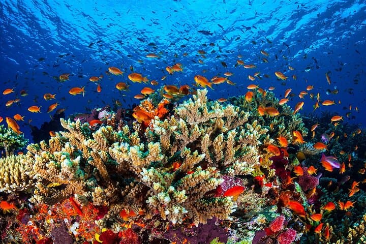 Half-Day Glass-Bottom Boat Cruise in Aqaba: Coral Reefs & Wrecks photo 4
