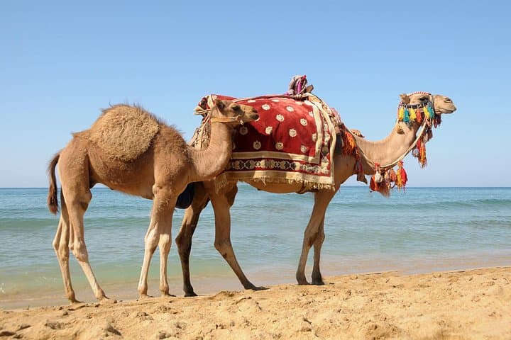 Casablanca to Tangier: High-Speed Train Day Trip with Cape Spartel & Camel Ride photo 4