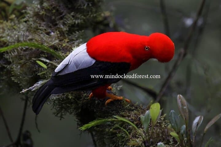 Mindo Cloud Forest Day Tour with Licensed Naturalist — Birding, Hikes & Local Flavor
