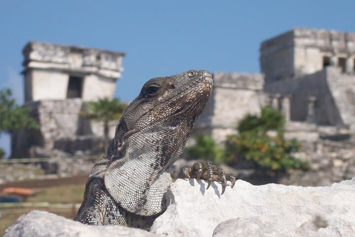 Tulum Ruins, Cenote Swim & Jungle ATV Adventure from the Riviera Maya photo 2