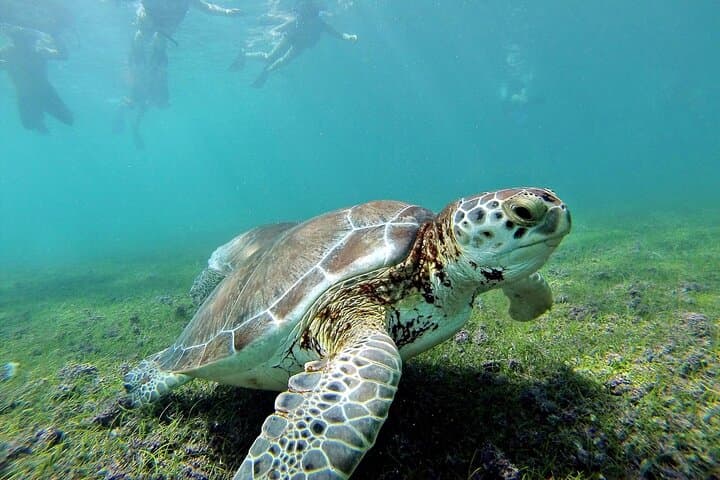 Akumal Turtle Snorkel & Tulum Ruins Day Trip from Playa del Carmen photo 3