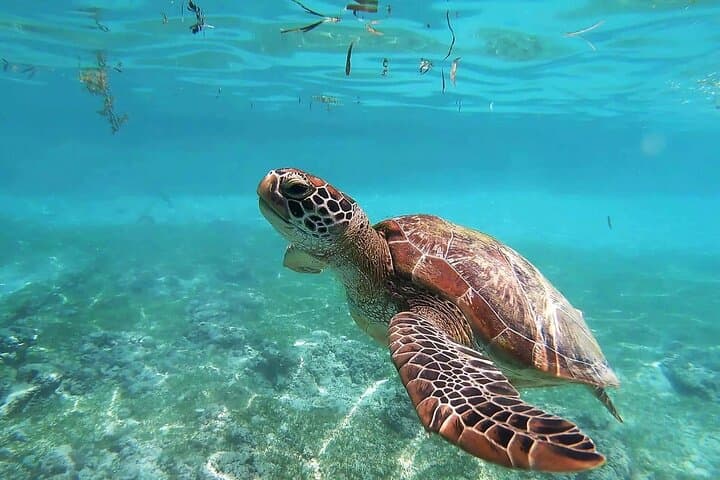 Tulum Ruins & Akumal Turtles: Full-Day Snorkel, Ruins Visit & Round-Trip Transport from Tulum photo 6