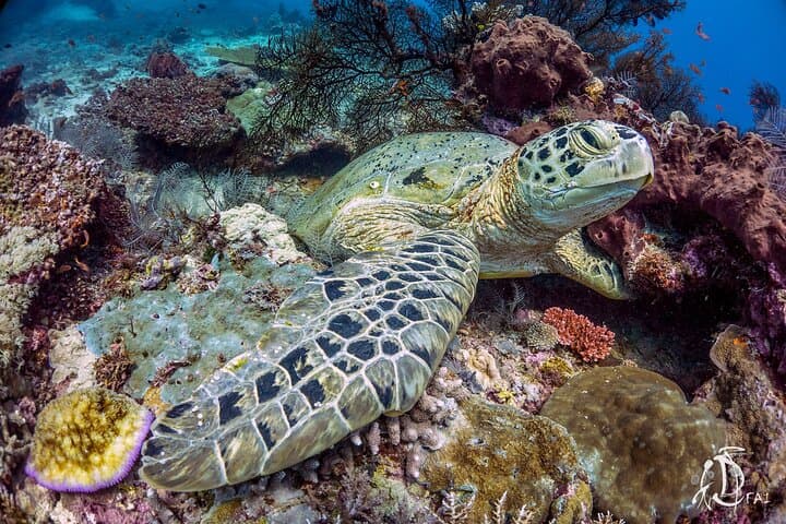 Kota Kinabalu 3-Dive Scuba Trip to Tunku Abdul Rahman Marine Park