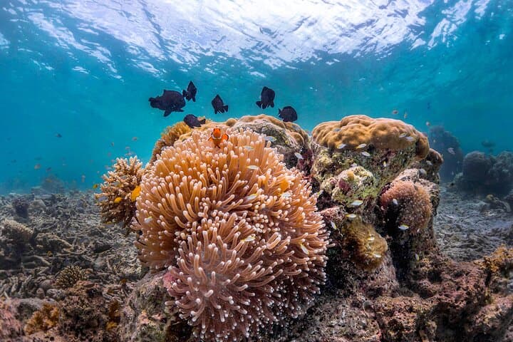 Kota Kinabalu 3-Dive Scuba Trip to Tunku Abdul Rahman Marine Park photo 2