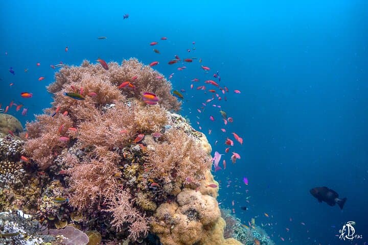 PADI Open Water Course Kota Kinabalu: 3-Day Certification on Sapi Island photo 6