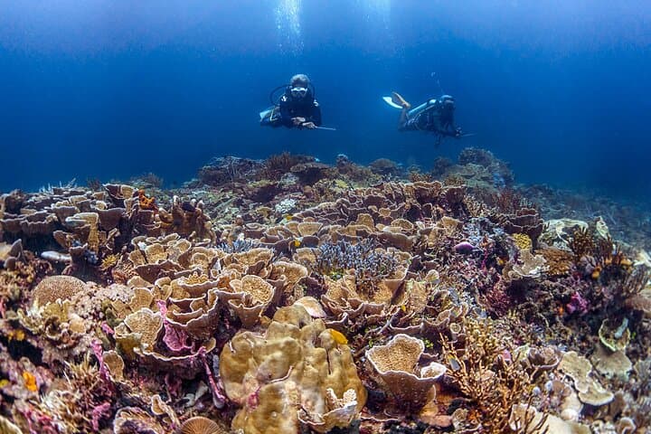 Kota Kinabalu 3-Dive Scuba Trip to Tunku Abdul Rahman Marine Park photo 5