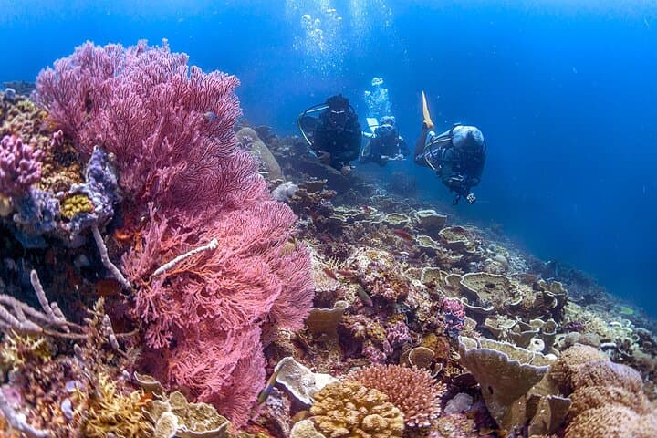 Kota Kinabalu 3-Dive Scuba Trip to Tunku Abdul Rahman Marine Park photo 6