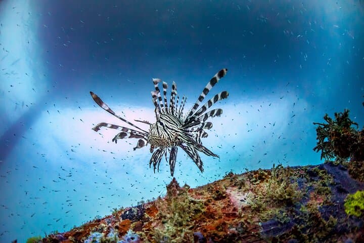 Discover Scuba Diving in Kota Kinabalu: 2 Dives at Sapi Island photo 2