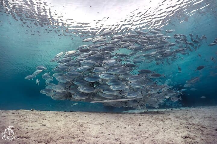 Discover Scuba Diving in Kota Kinabalu: 2 Dives at Sapi Island photo 3