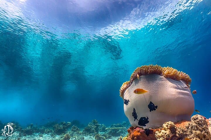 Discover Scuba Diving in Kota Kinabalu: 2 Dives at Sapi Island photo 4