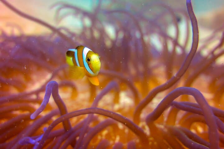 Discover Scuba Diving in Kota Kinabalu: 2 Dives at Sapi Island photo 6