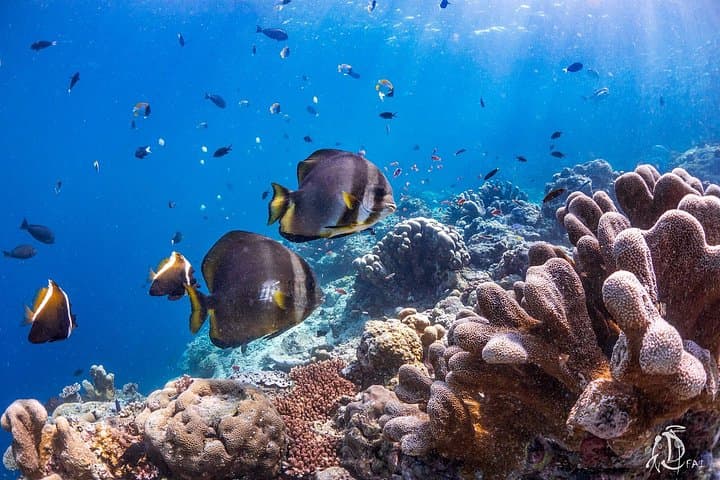 PADI Advanced Open Water in Kota Kinabalu — Dive to 30m with Go Aquatic photo 2