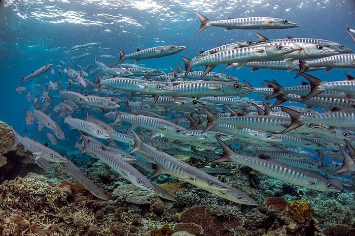 PADI Advanced Open Water in Kota Kinabalu — Dive to 30m with Go Aquatic