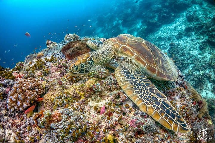 PADI Advanced Open Water in Kota Kinabalu — Dive to 30m with Go Aquatic photo 6