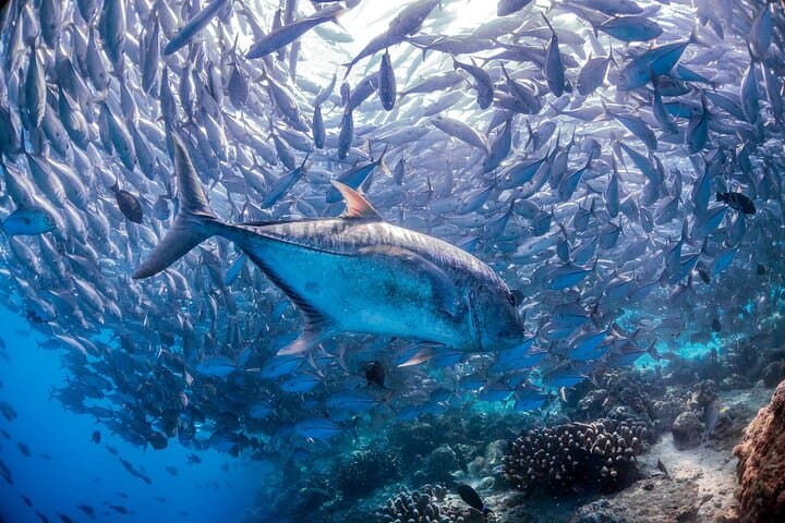 PADI Open Water Course Kota Kinabalu: 3-Day Certification on Sapi Island