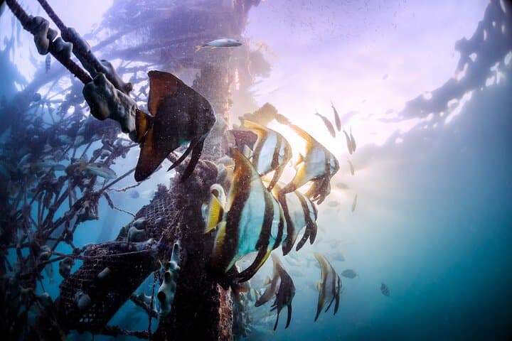 PADI Open Water Course Kota Kinabalu: 3-Day Certification on Sapi Island photo 2