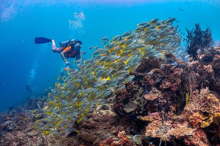 PADI Open Water Course Kota Kinabalu: 3-Day Certification on Sapi Island photo 3