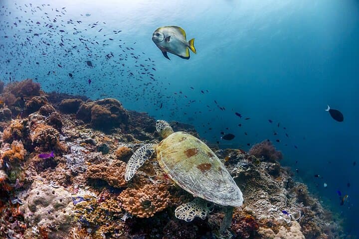 PADI Open Water Course Kota Kinabalu: 3-Day Certification on Sapi Island photo 5