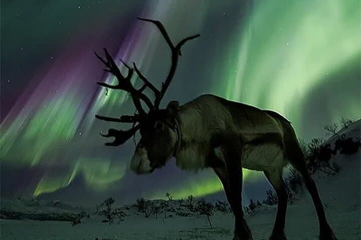 Reindeer Farm Dinner and Northern Lights Hunt Near Rovaniemi photo 4