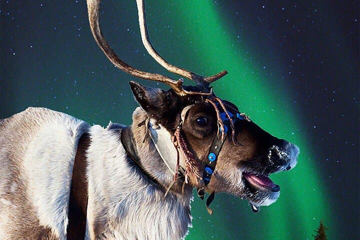 Reindeer Farm Dinner and Northern Lights Hunt Near Rovaniemi photo 5
