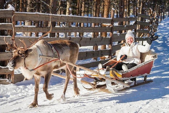 Arctic Animal Day Trip from Rovaniemi: Husky & Reindeer Farms plus Ranua Wildlife Park photo 2