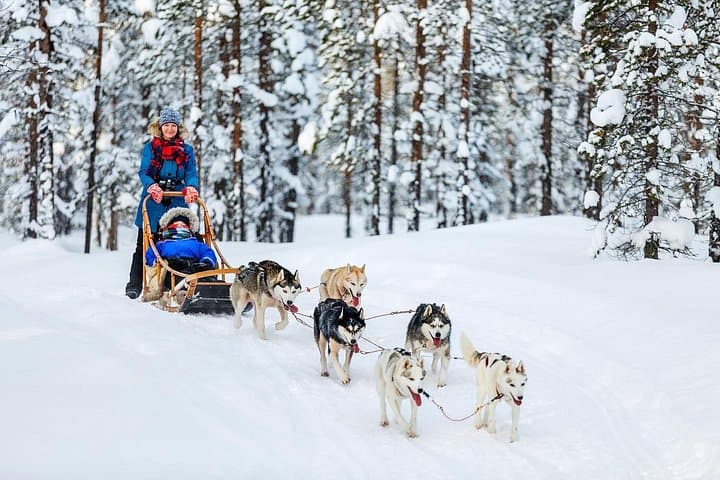 Arctic Animal Day Trip from Rovaniemi: Husky & Reindeer Farms plus Ranua Wildlife Park photo 1