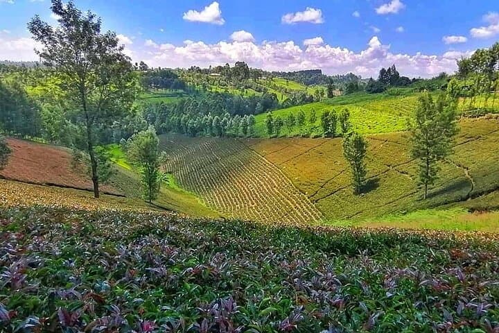 Purple Tea Farm Tour: Tea Picking, Tasting & Waterfall Walk Near Nairobi