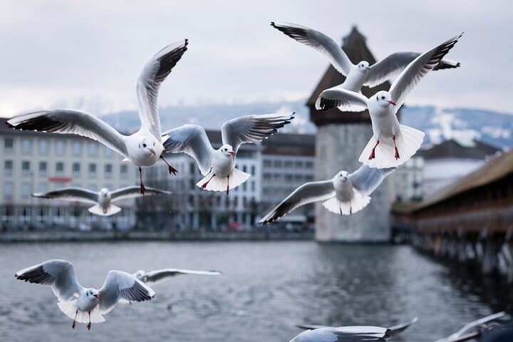 Lucerne Scavenger Hunt: Self-Guided City Walk & Puzzle Tour photo 2