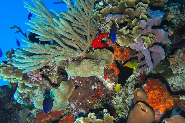 Clear-Boat Snorkel Tour in Cozumel — Ferry from Cancun & Playa Del Carmen photo 4