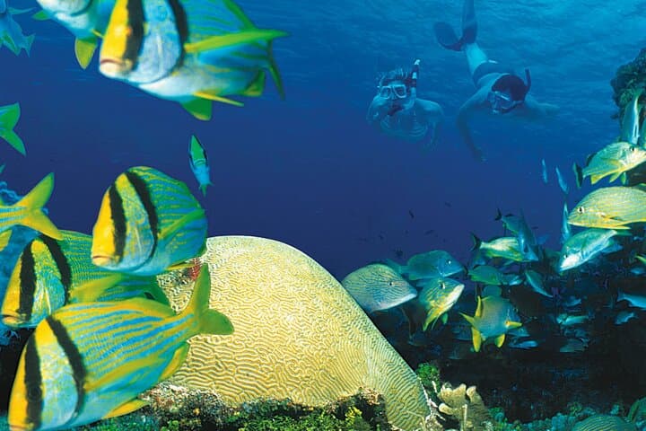 Cozumel El Cielo, Palancar & Colombia Reefs Snorkel Day Trip from Cancun photo 6