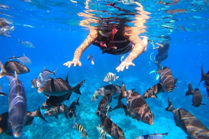Clear-Boat Snorkel Tour in Cozumel — Ferry from Cancun & Playa Del Carmen