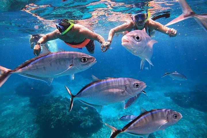 Day Trip Snorkel: El Cielo, Palancar & Colombia Reefs from Playa del Carmen photo 1