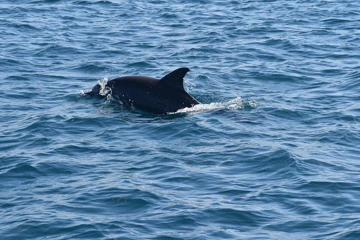Kisite-Mpunguti Dolphin & Snorkel Tour to Wasini Island (From Shimoni) photo 3