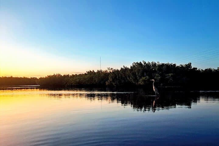 Tarpon Springs Sunset & Night Kayak Tour — Mangroves, Bats and Starry Skies photo 2