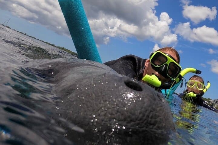 Crystal River Manatee Snorkel: Small-Group In-Water Experience with Guide & Photographer photo 2